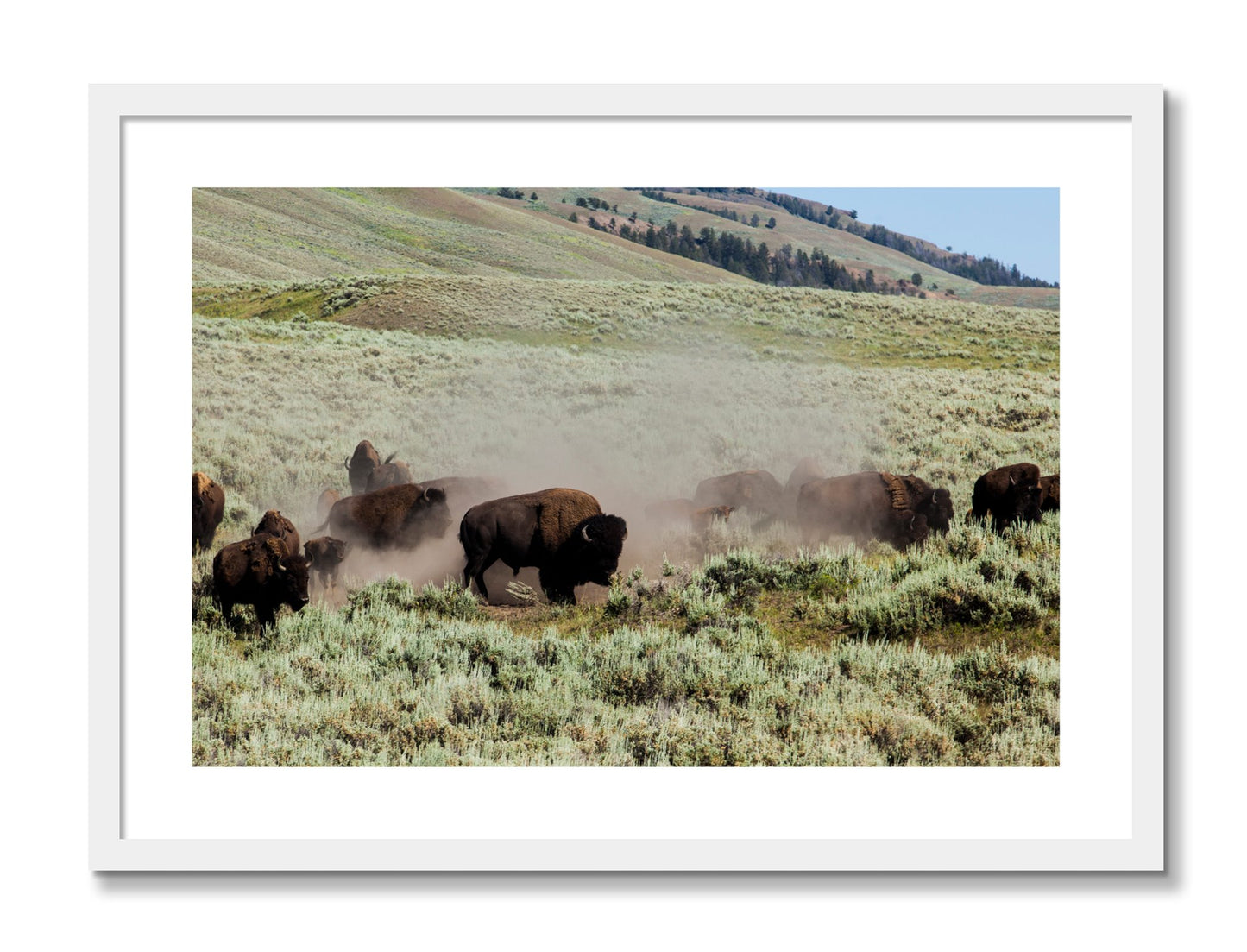 Framed photograph of The Heard by Dylan Ozanich, White frame, Borders