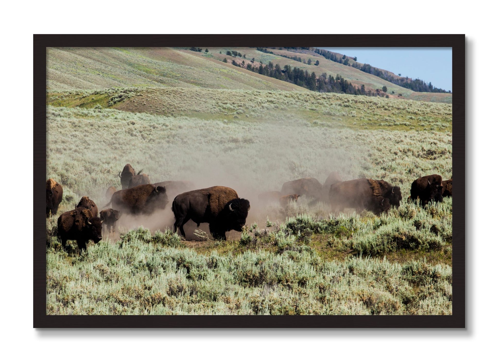 Framed photograph of The Heard by Dylan Ozanich, Black Walnut frame, Full Bleed