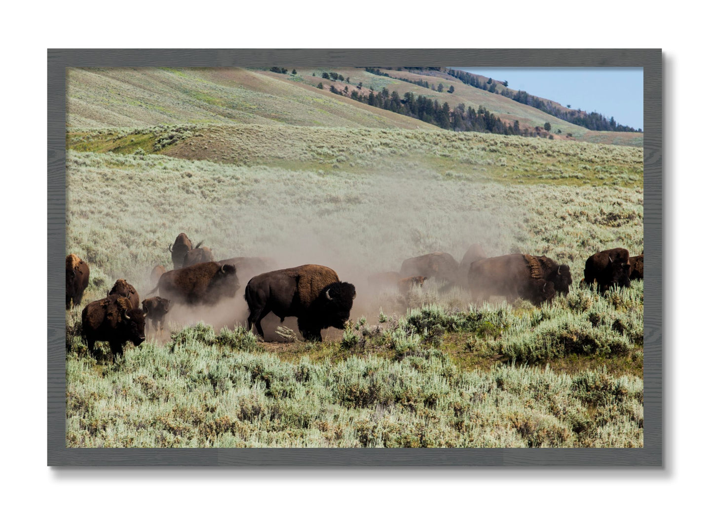 Framed photograph of The Heard by Dylan Ozanich, Grey frame, Full Bleed