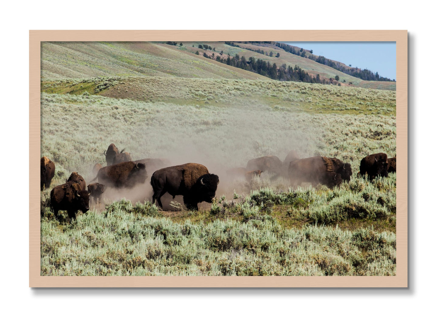 Framed photograph of The Heard by Dylan Ozanich, Maple frame, Full Bleed