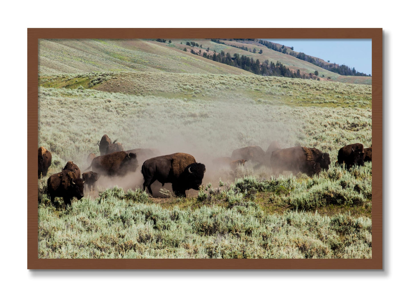 Framed photograph of The Heard by Dylan Ozanich, Walnut frame, Full Bleed