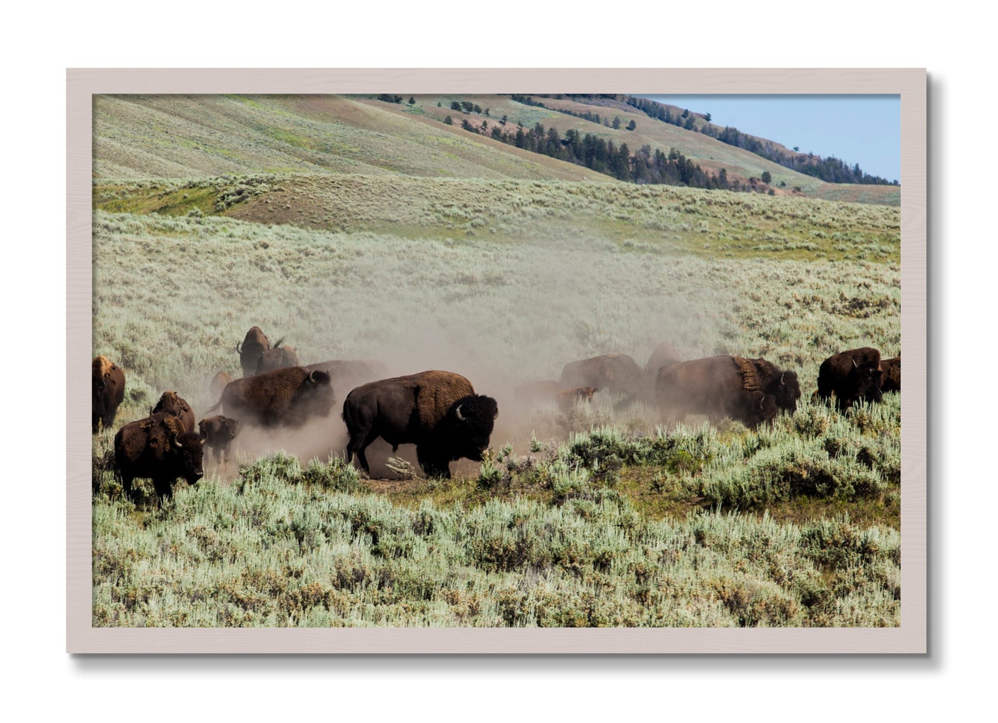 Framed photograph of The Heard by Dylan Ozanich, White Maple frame, Full Bleed