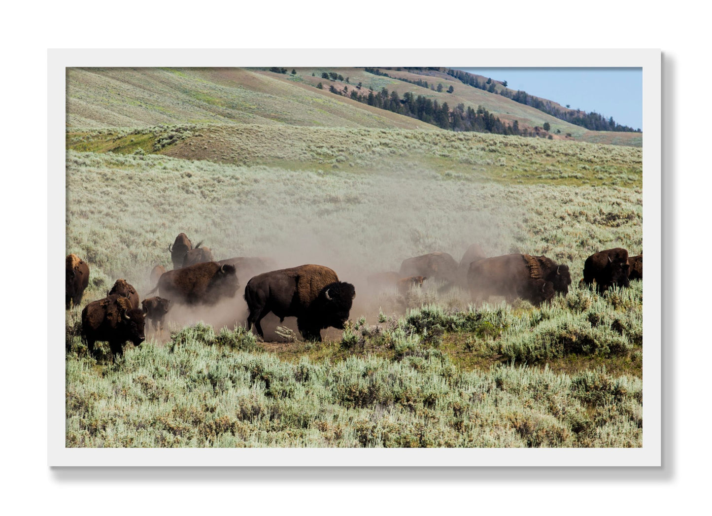 Framed photograph of The Heard by Dylan Ozanich, White frame, Full Bleed