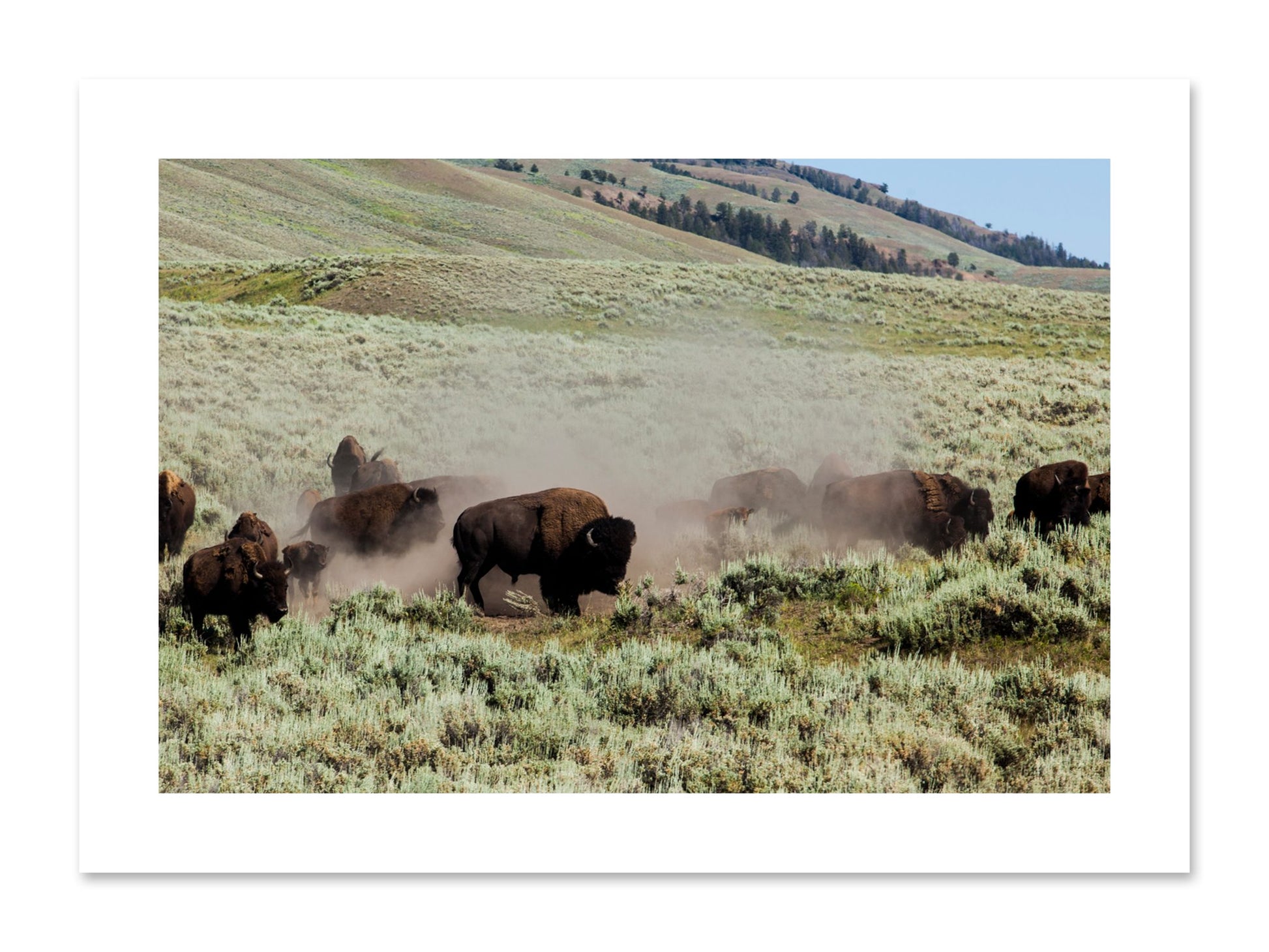 Fine art print of The Heard by Dylan Ozanich, unframed