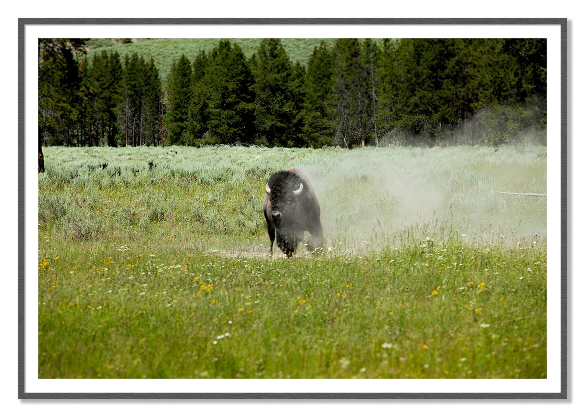 Yellowstone by Dylan Ozanich, 48×72 print with a White Border in a Grey frame