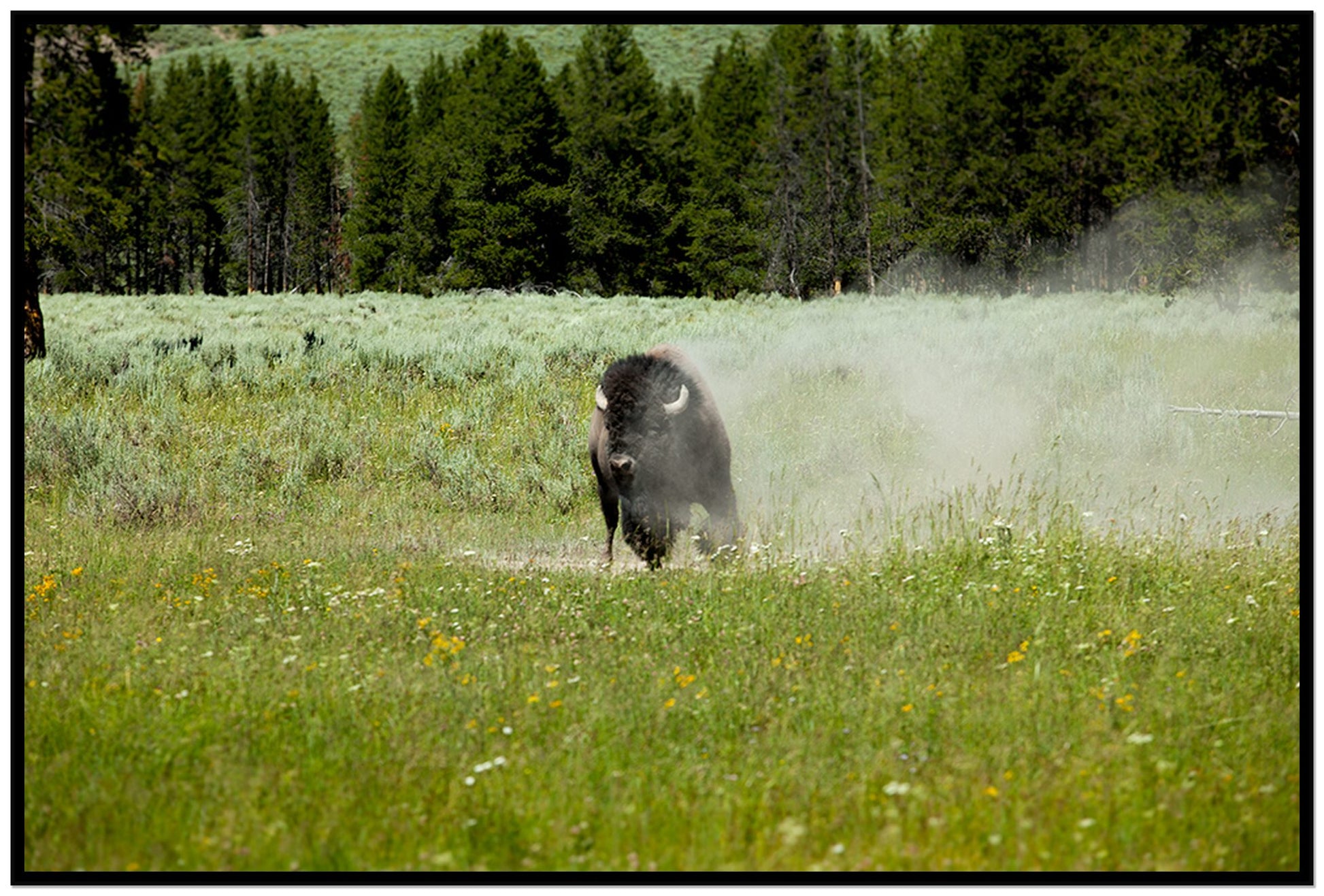 Yellowstone by Dylan Ozanich, 48×72 Full Bleed Print in a Black frame