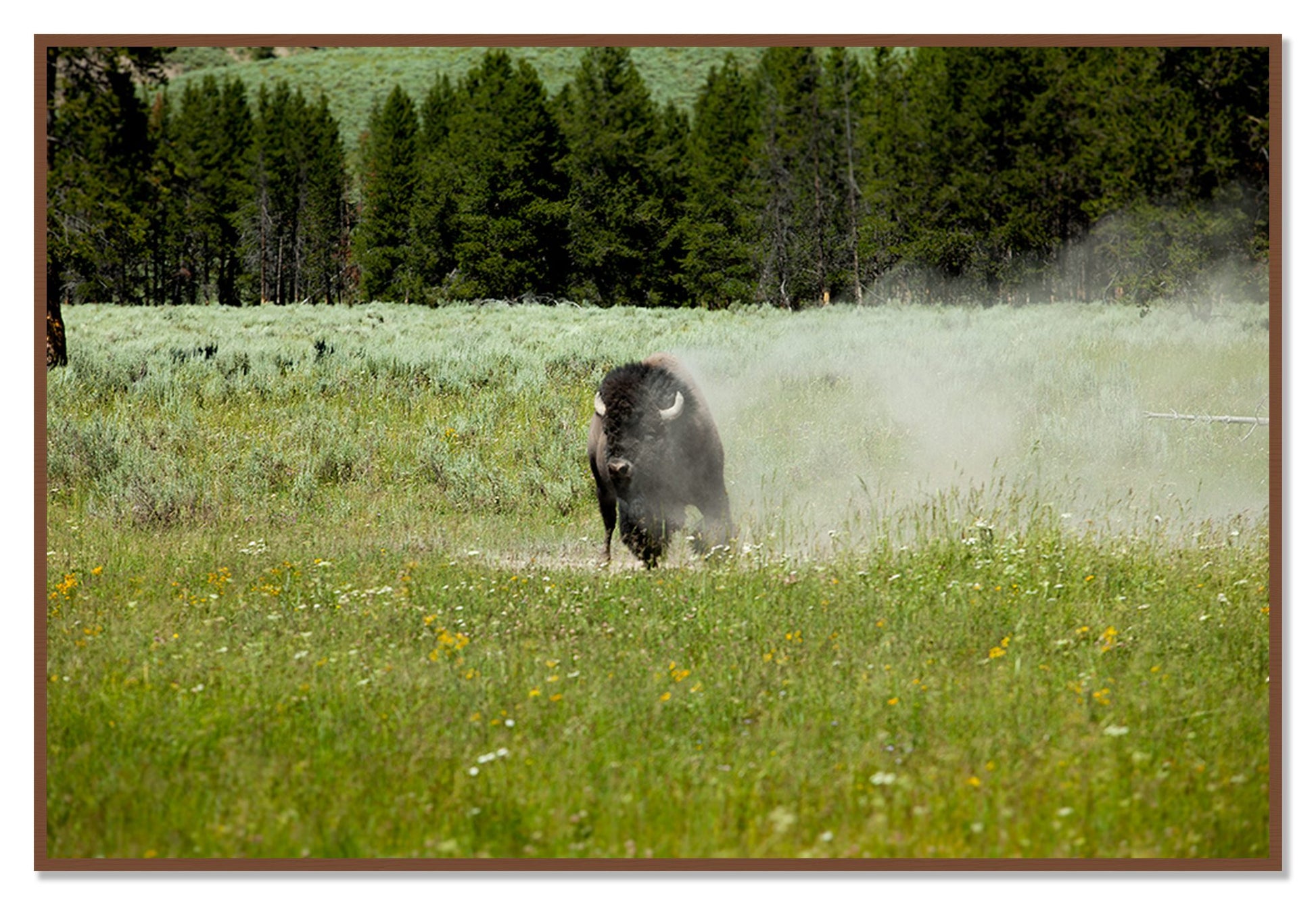 Yellowstone by Dylan Ozanich, 48×72 Full Bleed Print in a Walnut frame