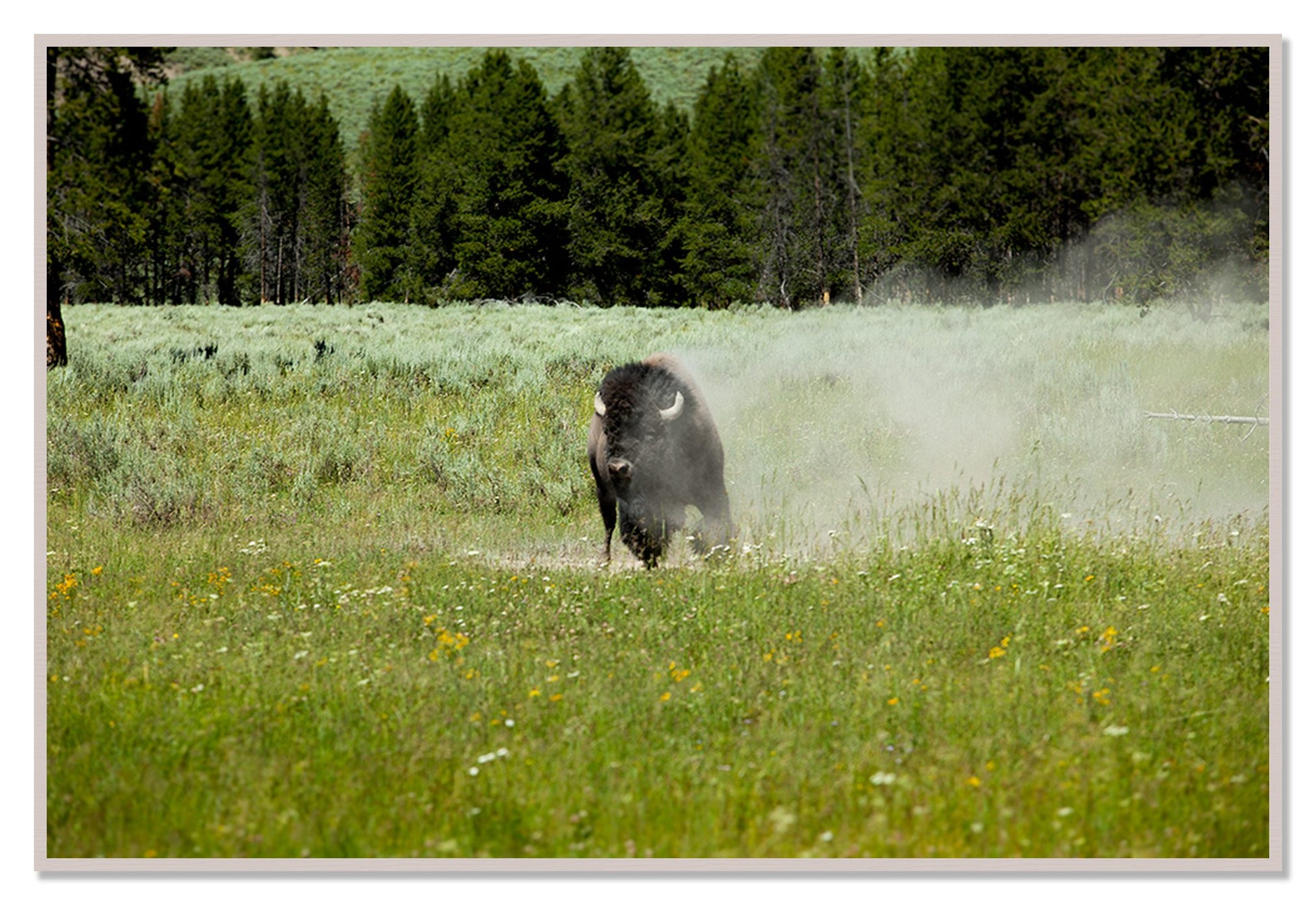 Yellowstone by Dylan Ozanich, 48×72 Full Bleed Print in a White Maple frame