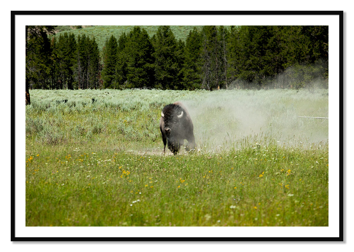 Framed photograph of Yellowstone by Dylan Ozanich, Black frame, Borders