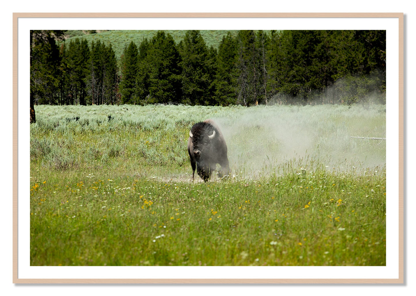 Framed photograph of Yellowstone by Dylan Ozanich, Maple frame, Borders