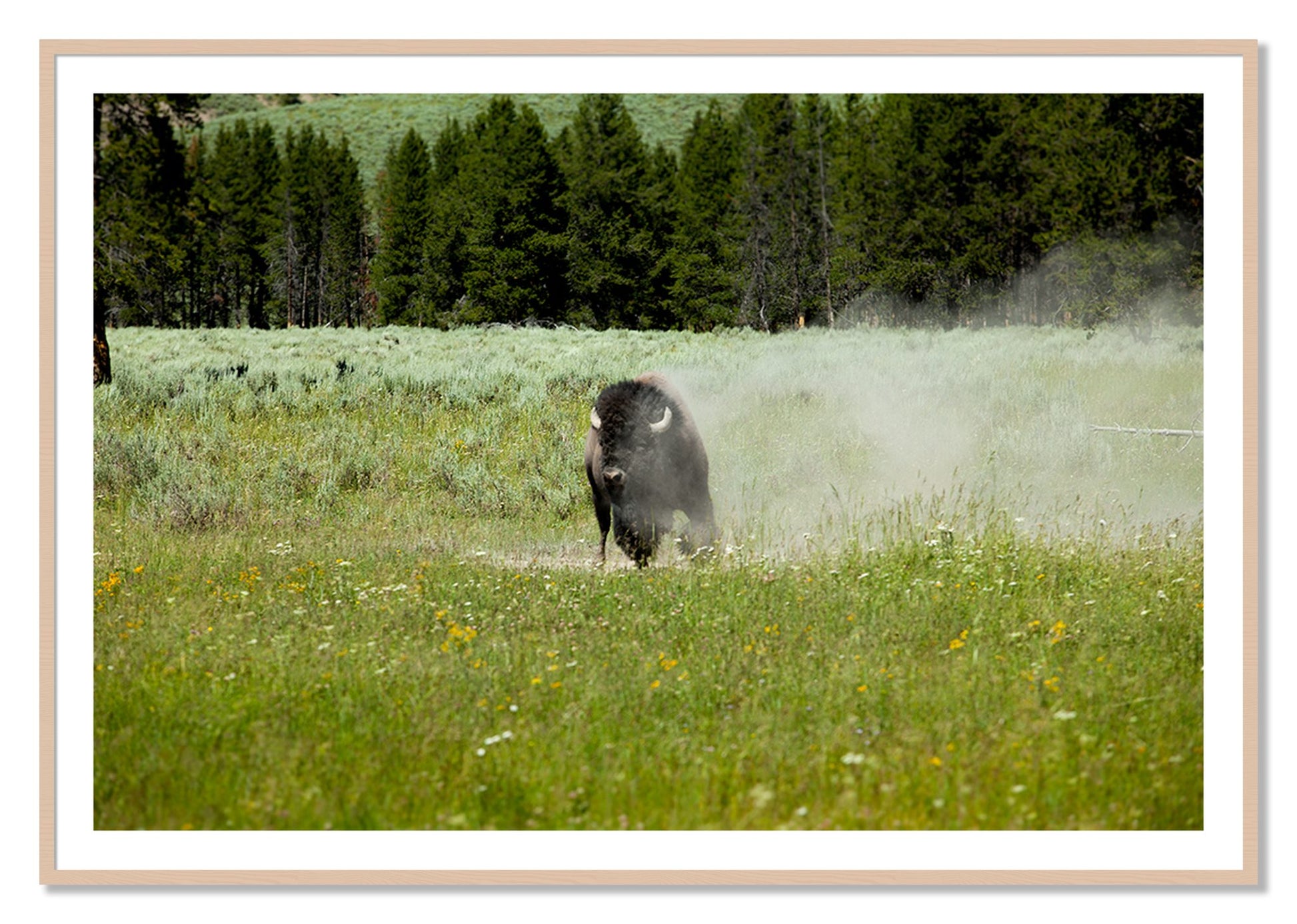 Framed photograph of Yellowstone by Dylan Ozanich, Maple frame, Borders