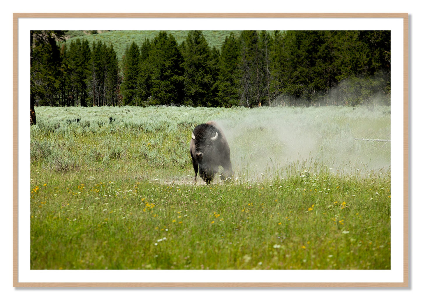Framed photograph of Yellowstone by Dylan Ozanich, Oak frame, Borders