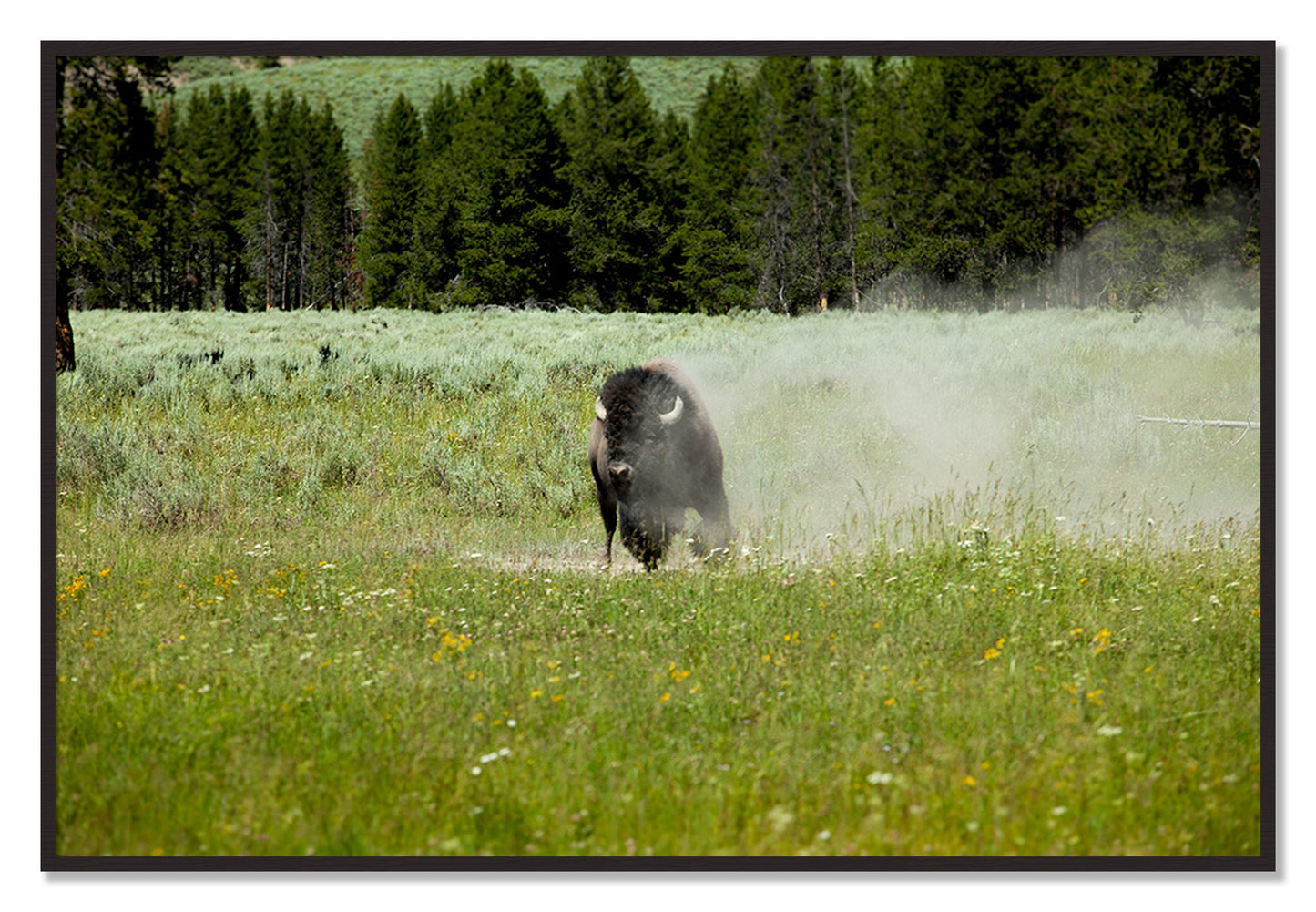 Framed photograph of Yellowstone by Dylan Ozanich, Black Walnut frame, Full Bleed