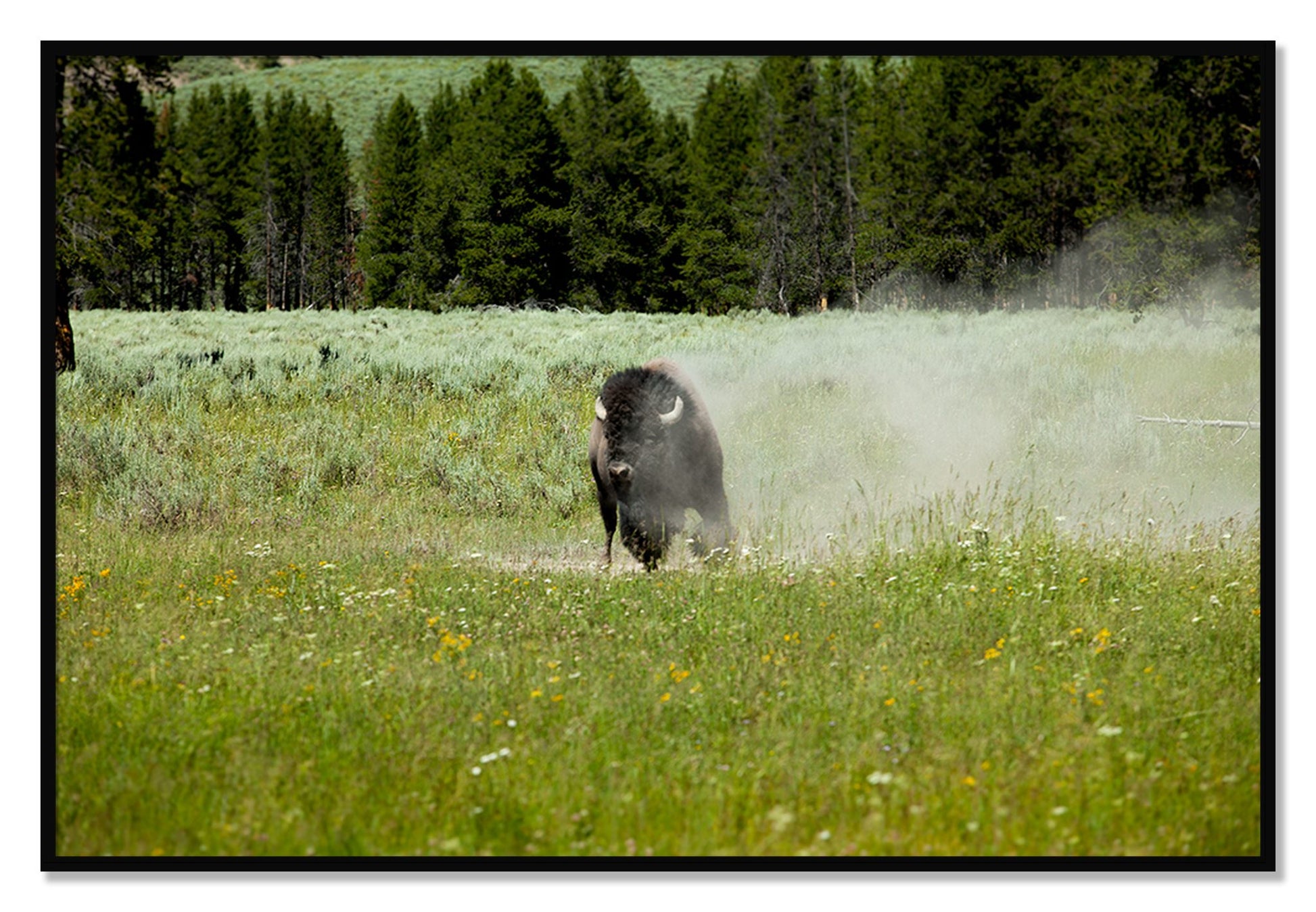 Framed photograph of Yellowstone by Dylan Ozanich, Black frame, Full Bleed