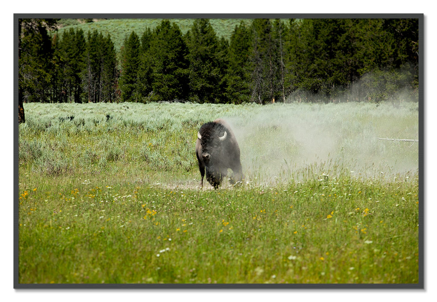 Framed photograph of Yellowstone by Dylan Ozanich, Grey frame, Full Bleed