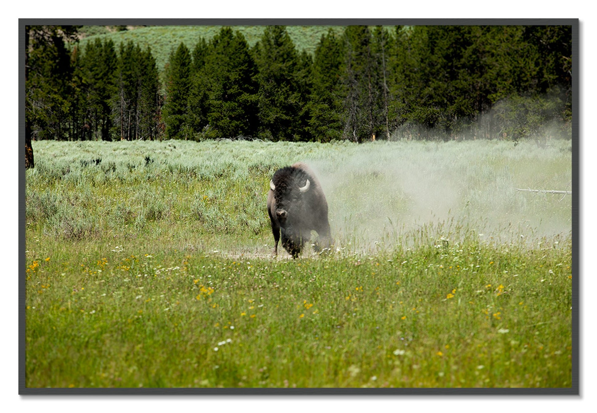 Framed photograph of Yellowstone by Dylan Ozanich, Grey frame, Full Bleed