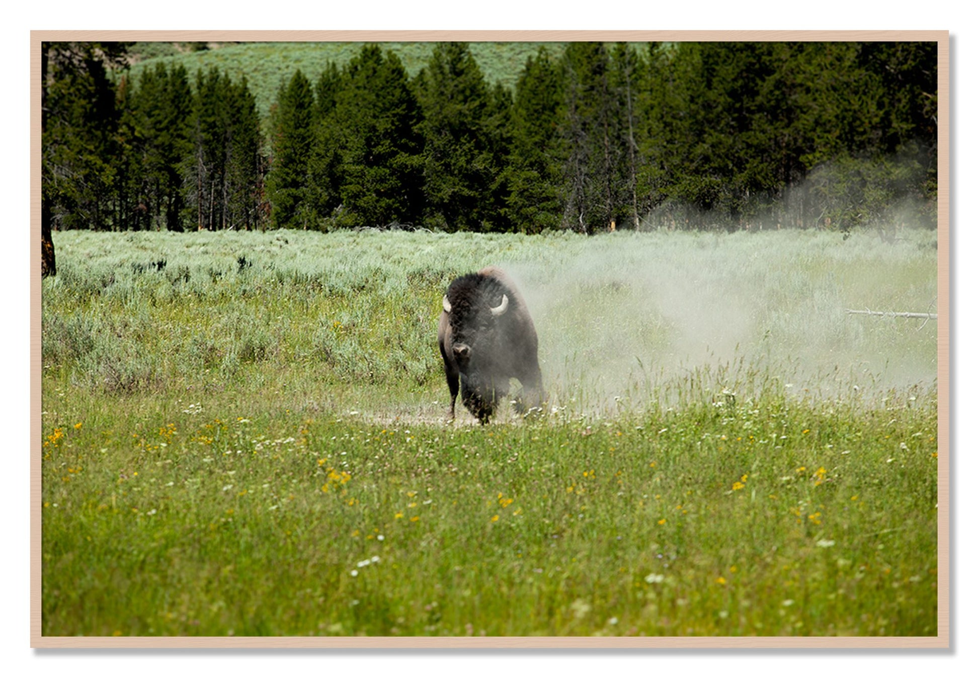 Framed photograph of Yellowstone by Dylan Ozanich, Maple frame, Full Bleed