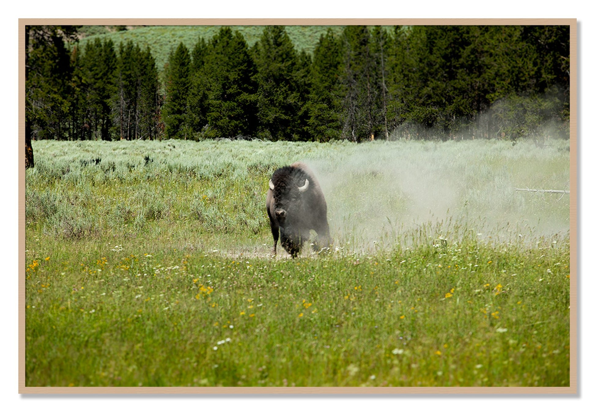 Framed photograph of Yellowstone by Dylan Ozanich, Oak frame, Full Bleed