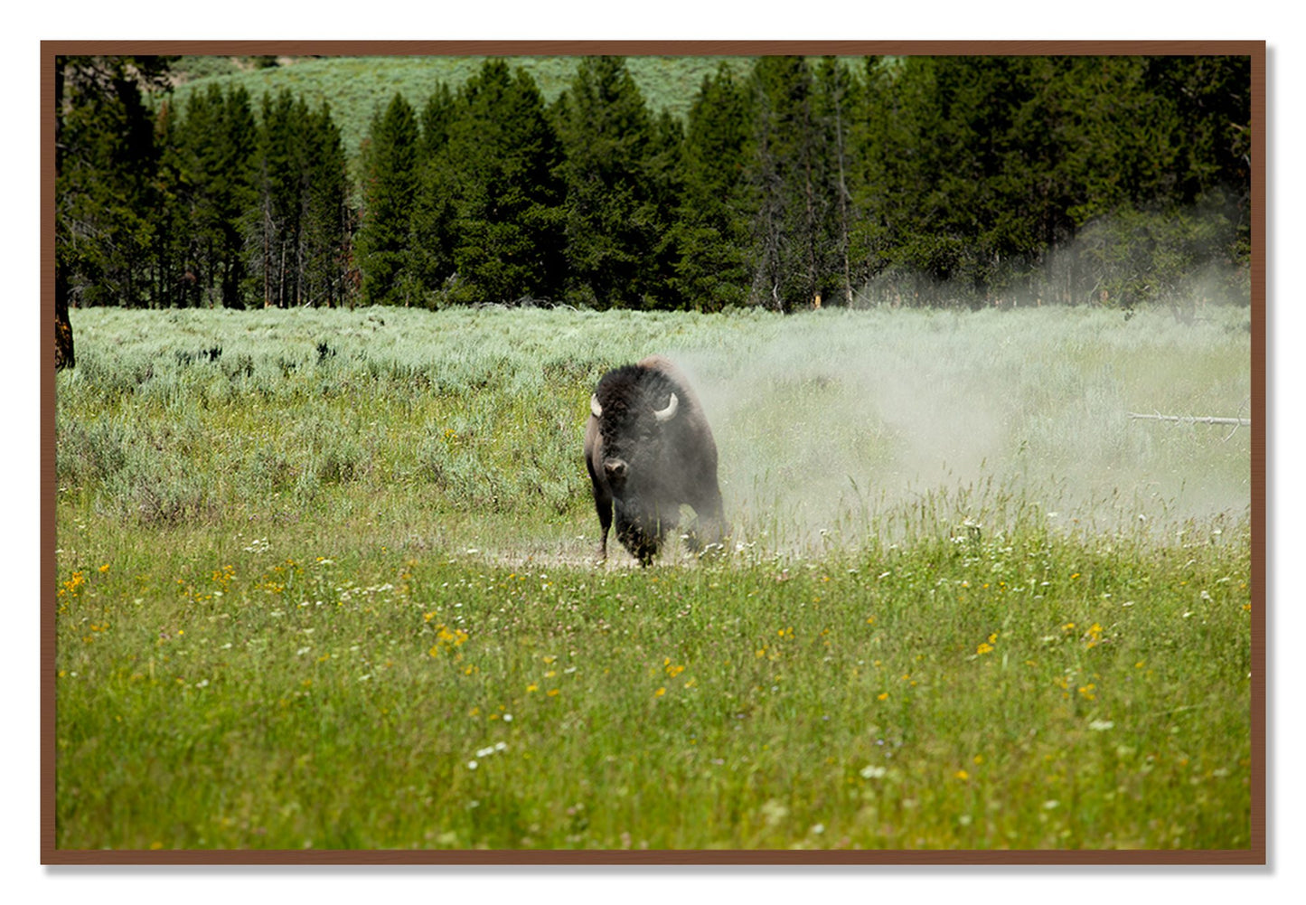 Framed photograph of Yellowstone by Dylan Ozanich, Walnut frame, Full Bleed