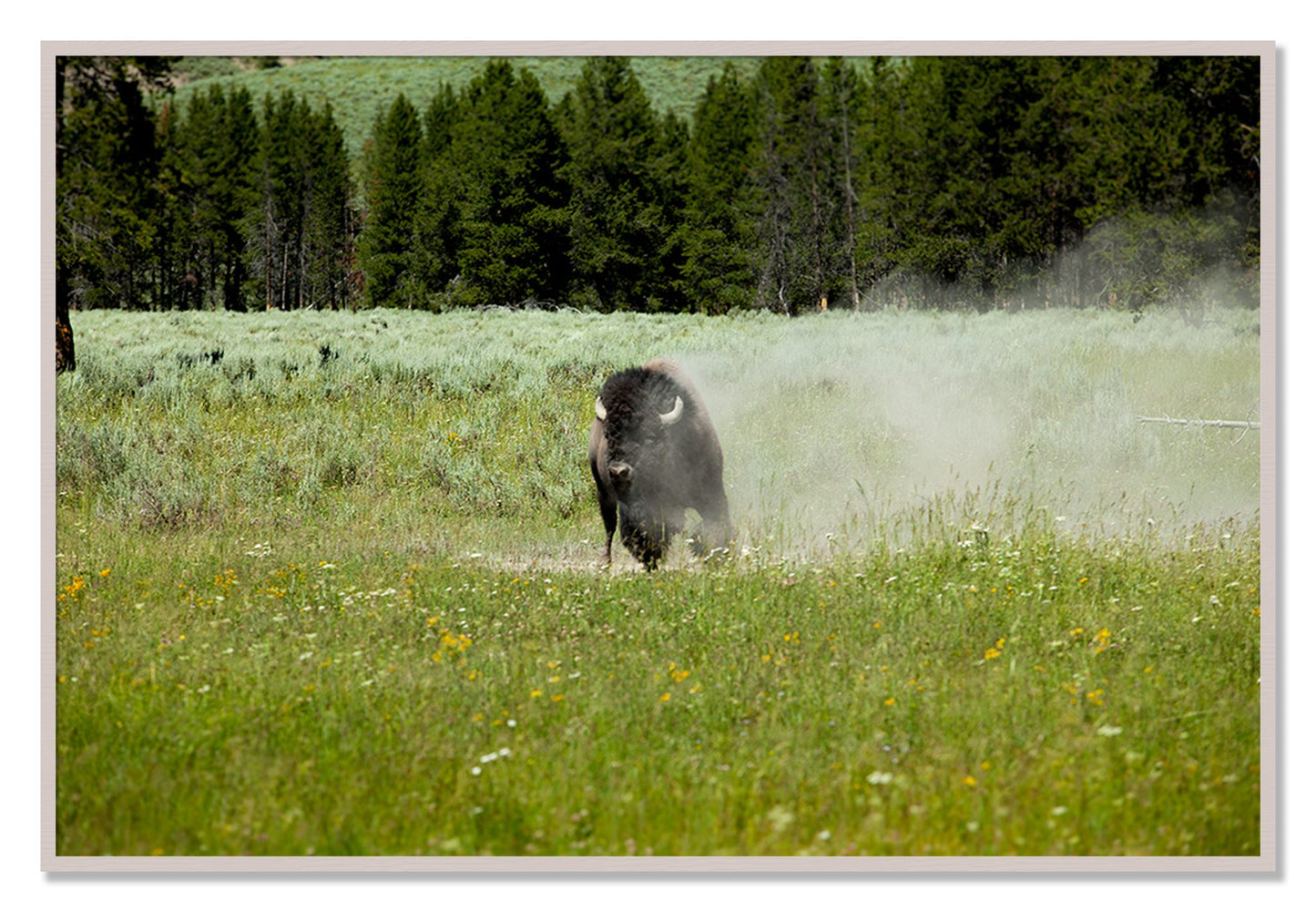 Framed photograph of Yellowstone by Dylan Ozanich, White Maple frame, Full Bleed