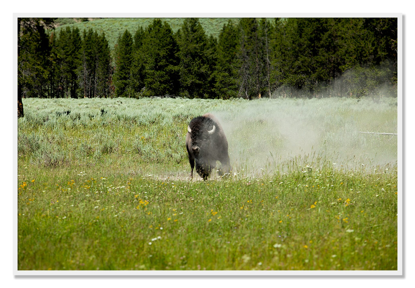 Framed photograph of Yellowstone by Dylan Ozanich, White frame, Full Bleed