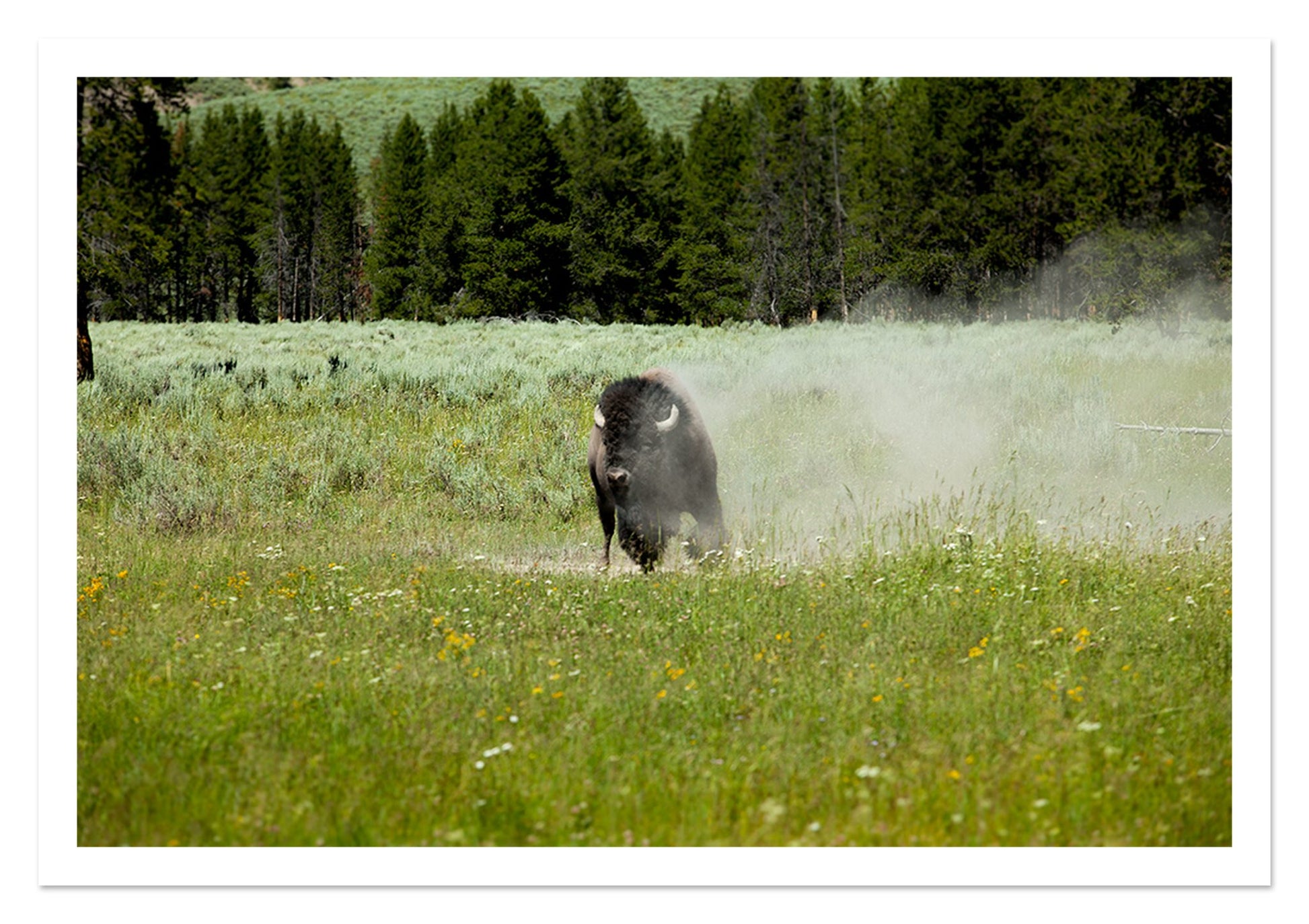 Fine art print of Yellowstone by Dylan Ozanich, unframed