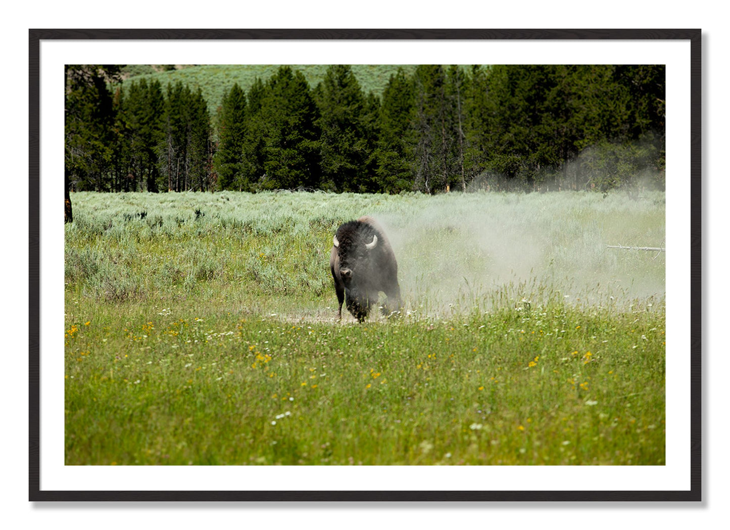 Framed photograph of Yellowstone by Dylan Ozanich, Black Walnut frame, Borders