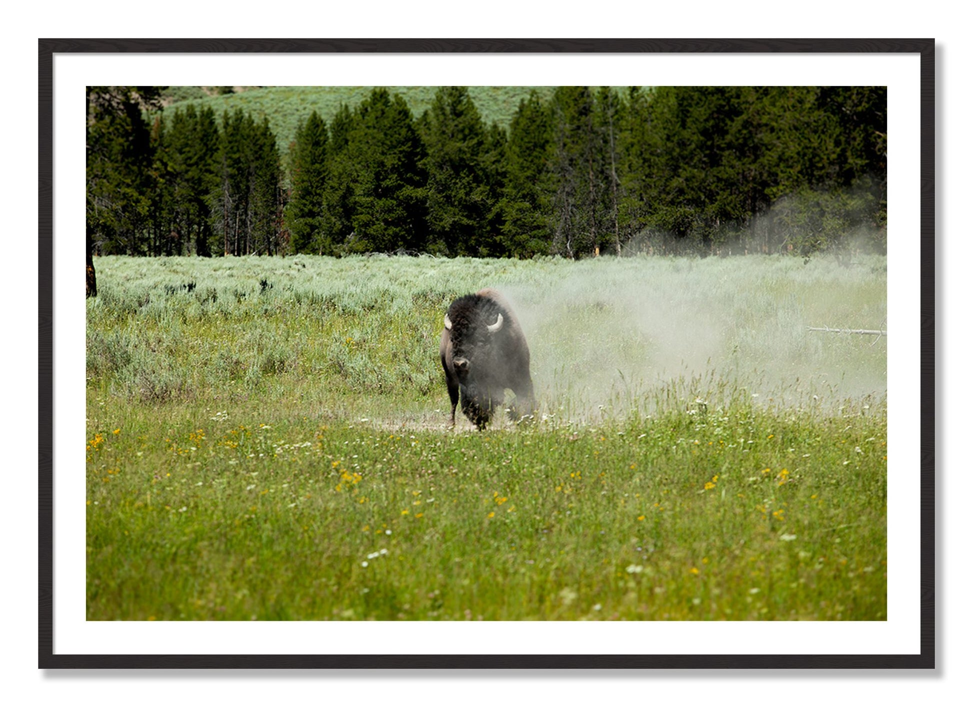 Framed photograph of Yellowstone by Dylan Ozanich, Black Walnut frame, Borders