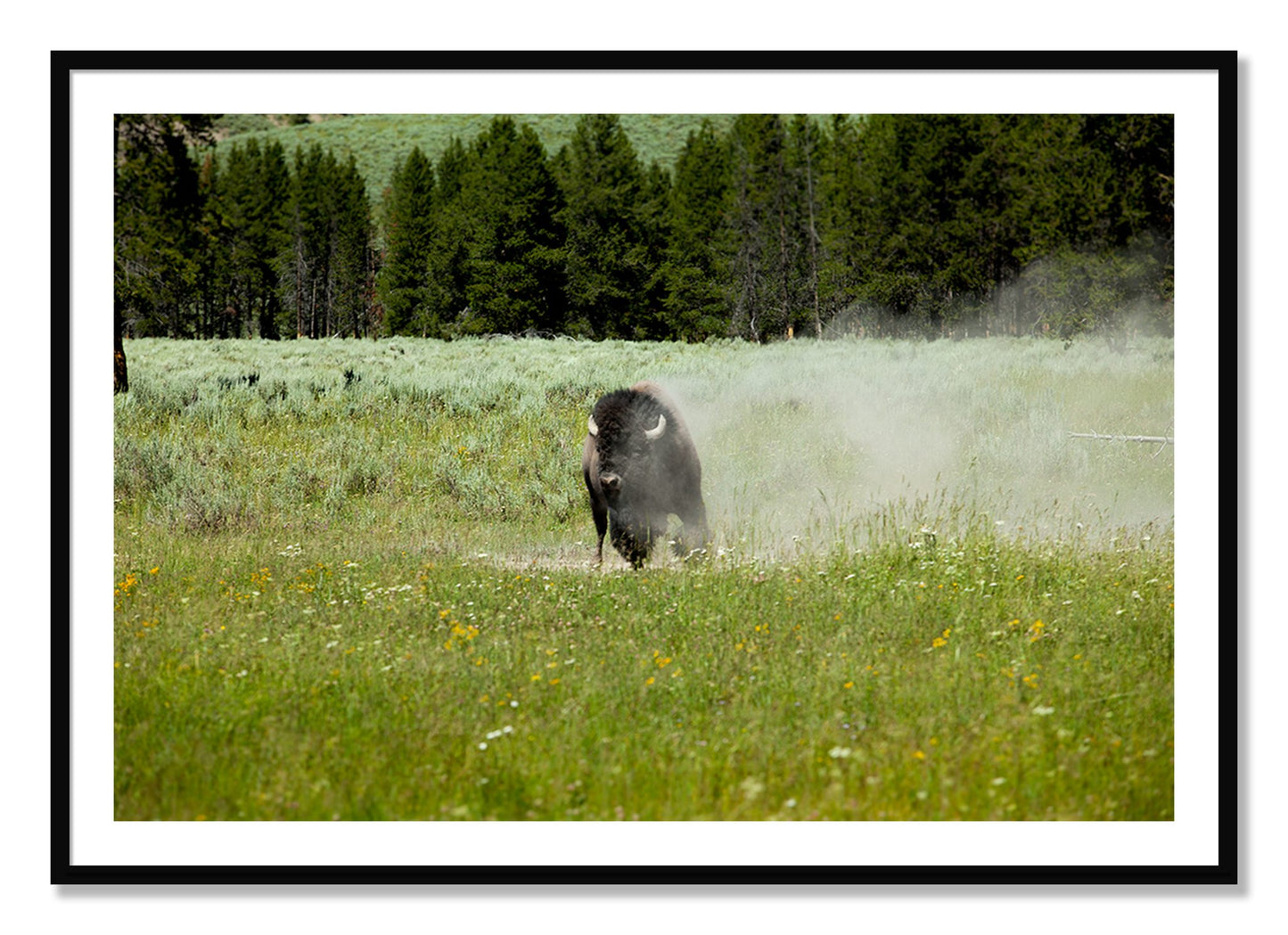 Framed photograph of Yellowstone by Dylan Ozanich, Black frame, Borders