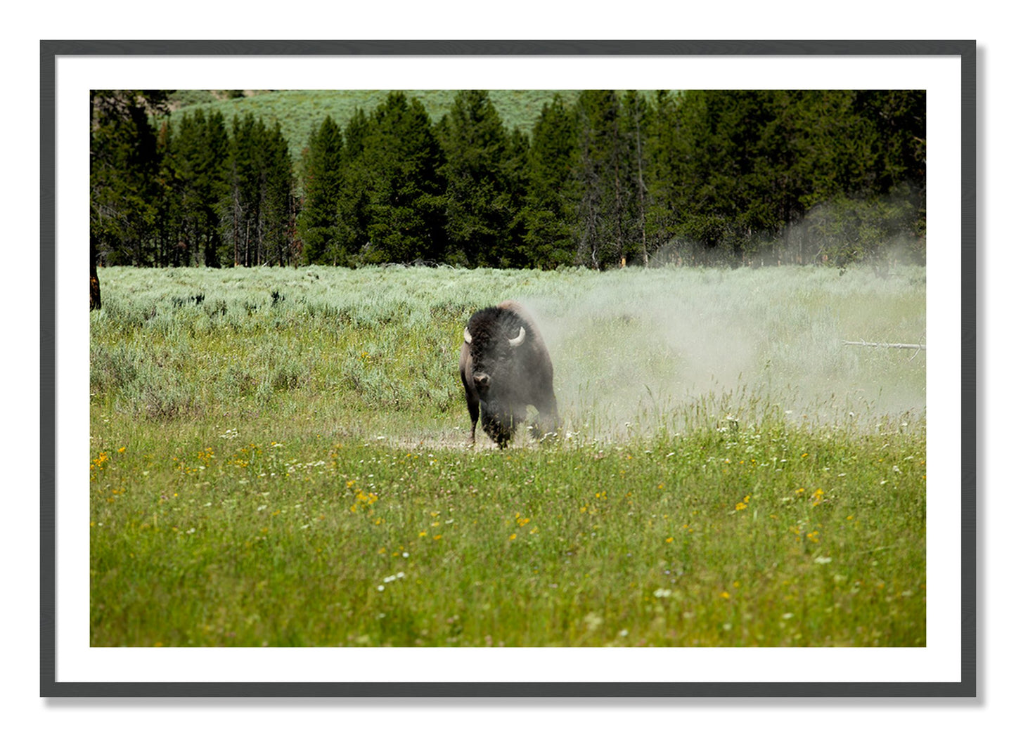 Framed photograph of Yellowstone by Dylan Ozanich, Grey frame, Borders