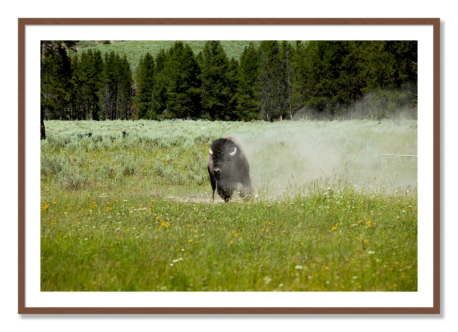 Framed photograph of Yellowstone by Dylan Ozanich, Walnut frame, Borders
