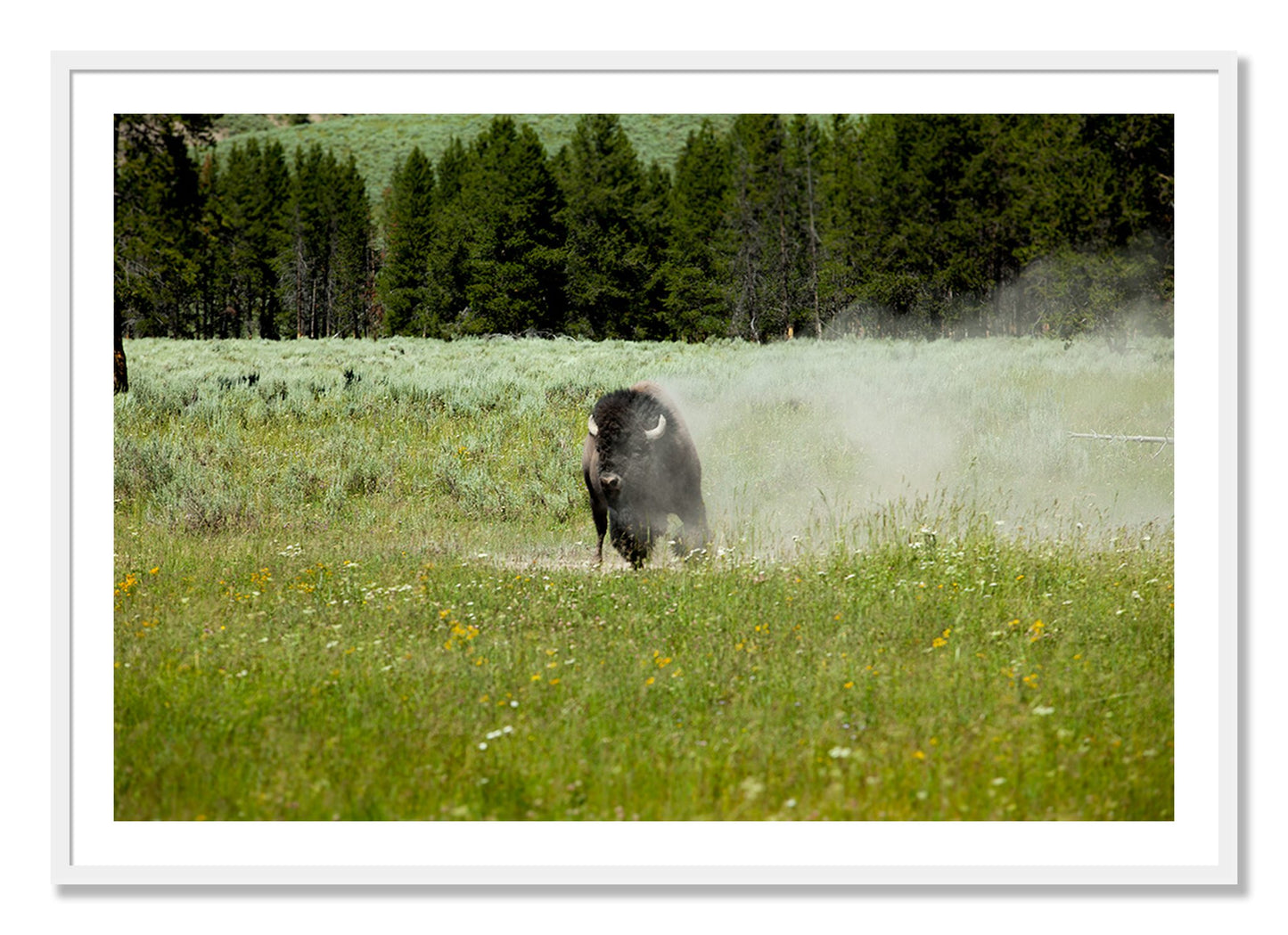 Framed photograph of Yellowstone by Dylan Ozanich, White frame, Borders