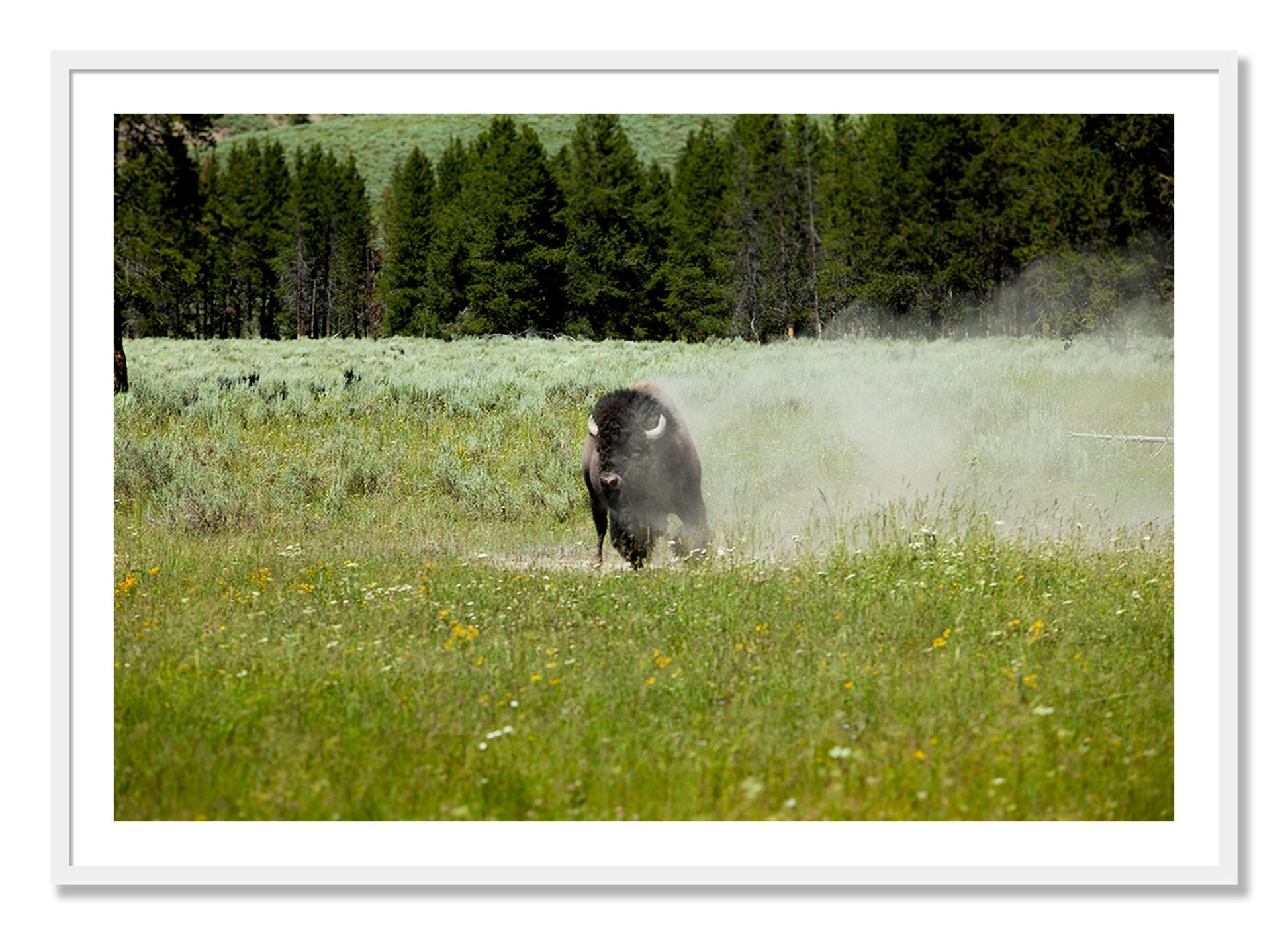Framed photograph of Yellowstone by Dylan Ozanich, White frame, Borders