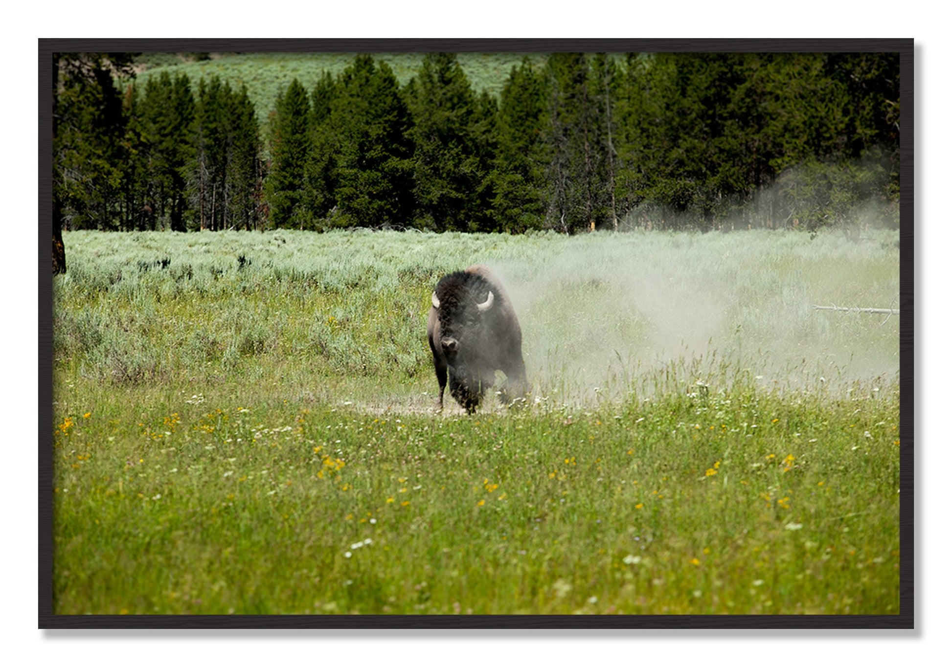 Framed photograph of Yellowstone by Dylan Ozanich, Black Walnut frame, Full Bleed