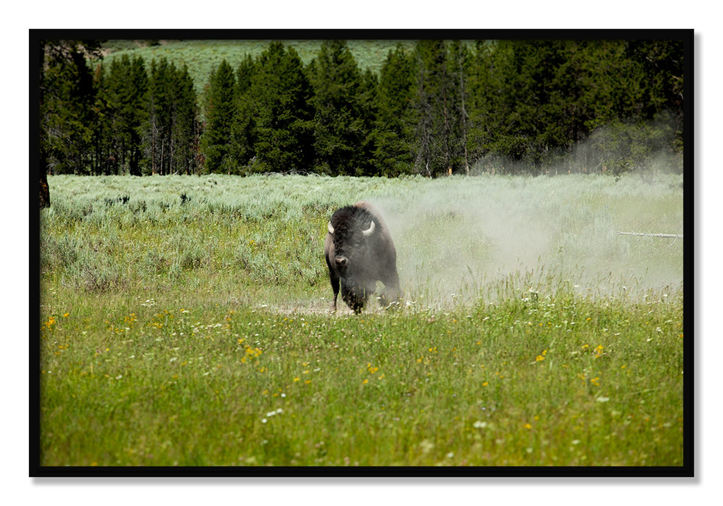 Framed photograph of Yellowstone by Dylan Ozanich, Black frame, Full Bleed