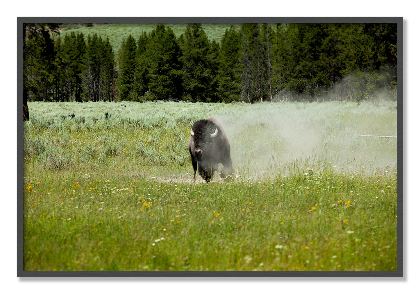 Framed photograph of Yellowstone by Dylan Ozanich, Grey frame, Full Bleed