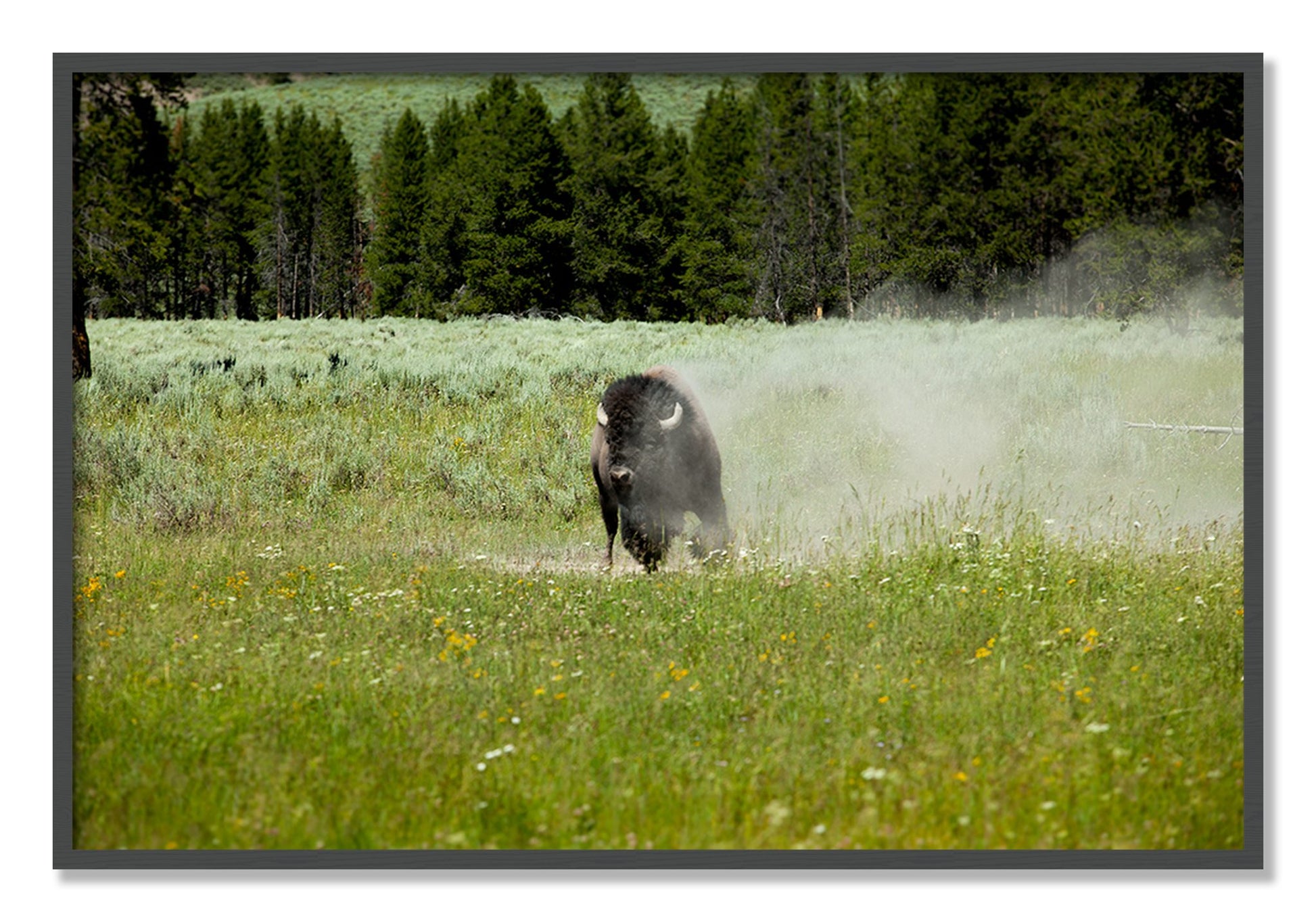 Framed photograph of Yellowstone by Dylan Ozanich, Grey frame, Full Bleed
