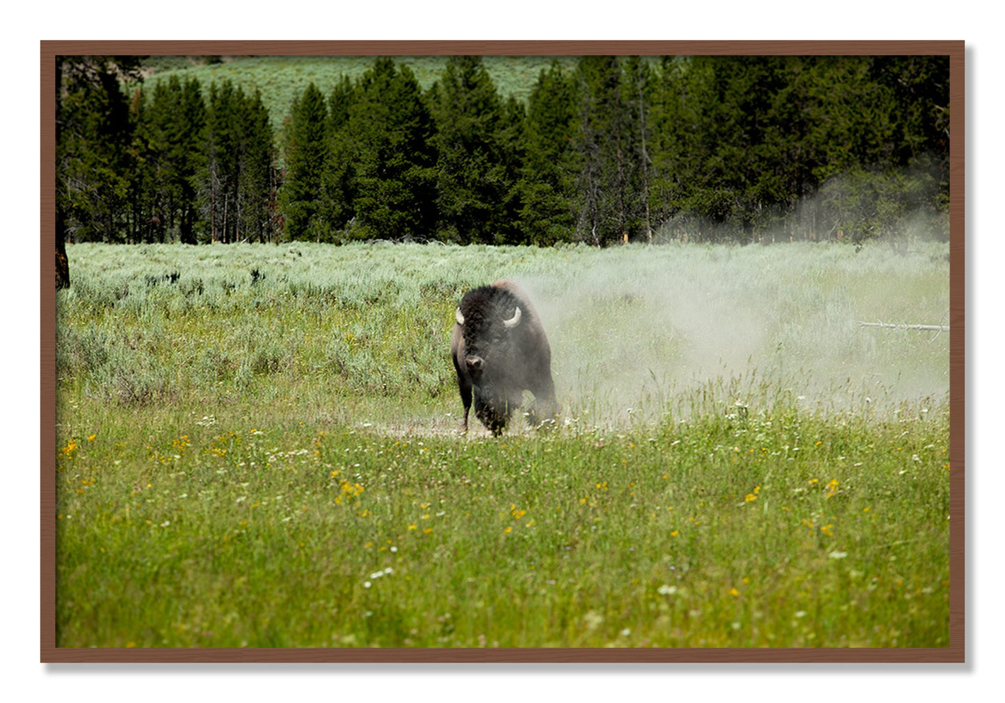 Framed photograph of Yellowstone by Dylan Ozanich, Walnut frame, Full Bleed