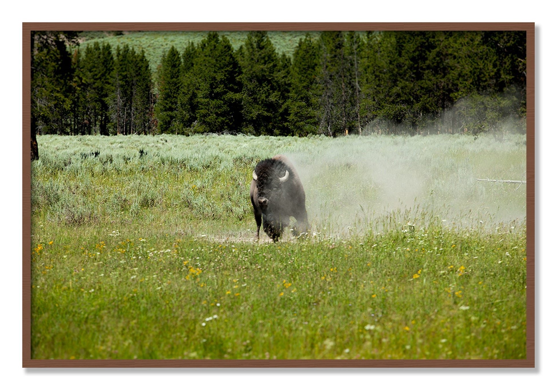 Framed photograph of Yellowstone by Dylan Ozanich, Walnut frame, Full Bleed