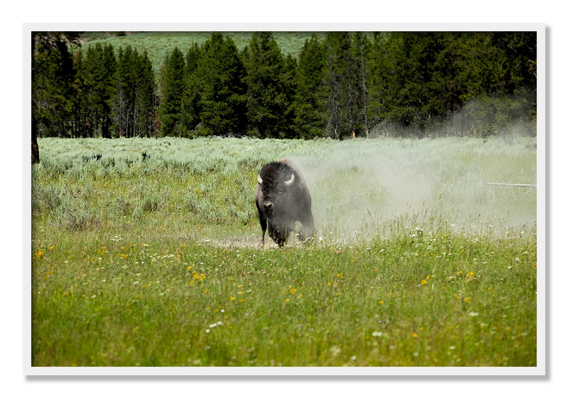 Framed photograph of Yellowstone by Dylan Ozanich, White frame, Full Bleed