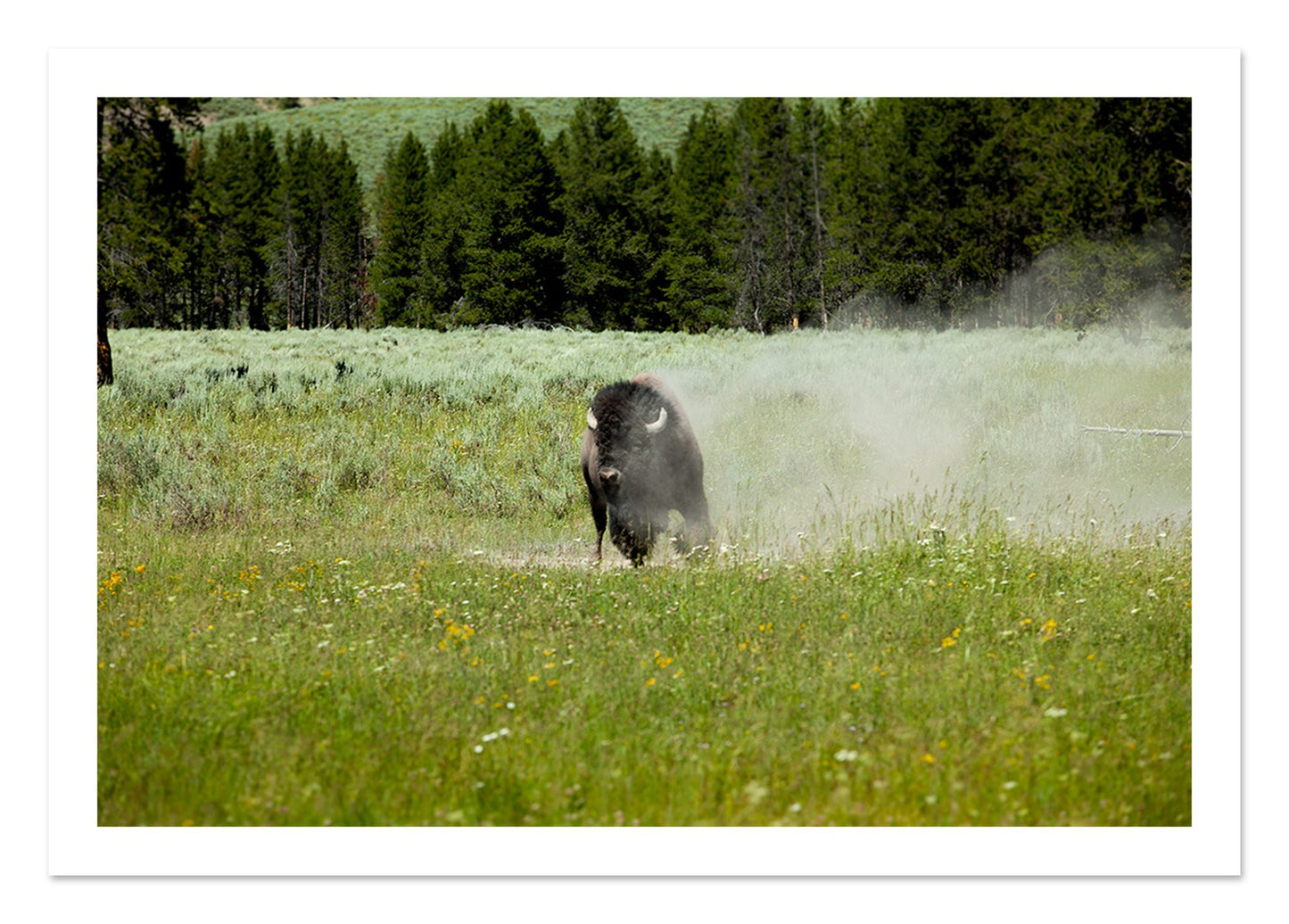 Fine art print of Yellowstone by Dylan Ozanich, unframed