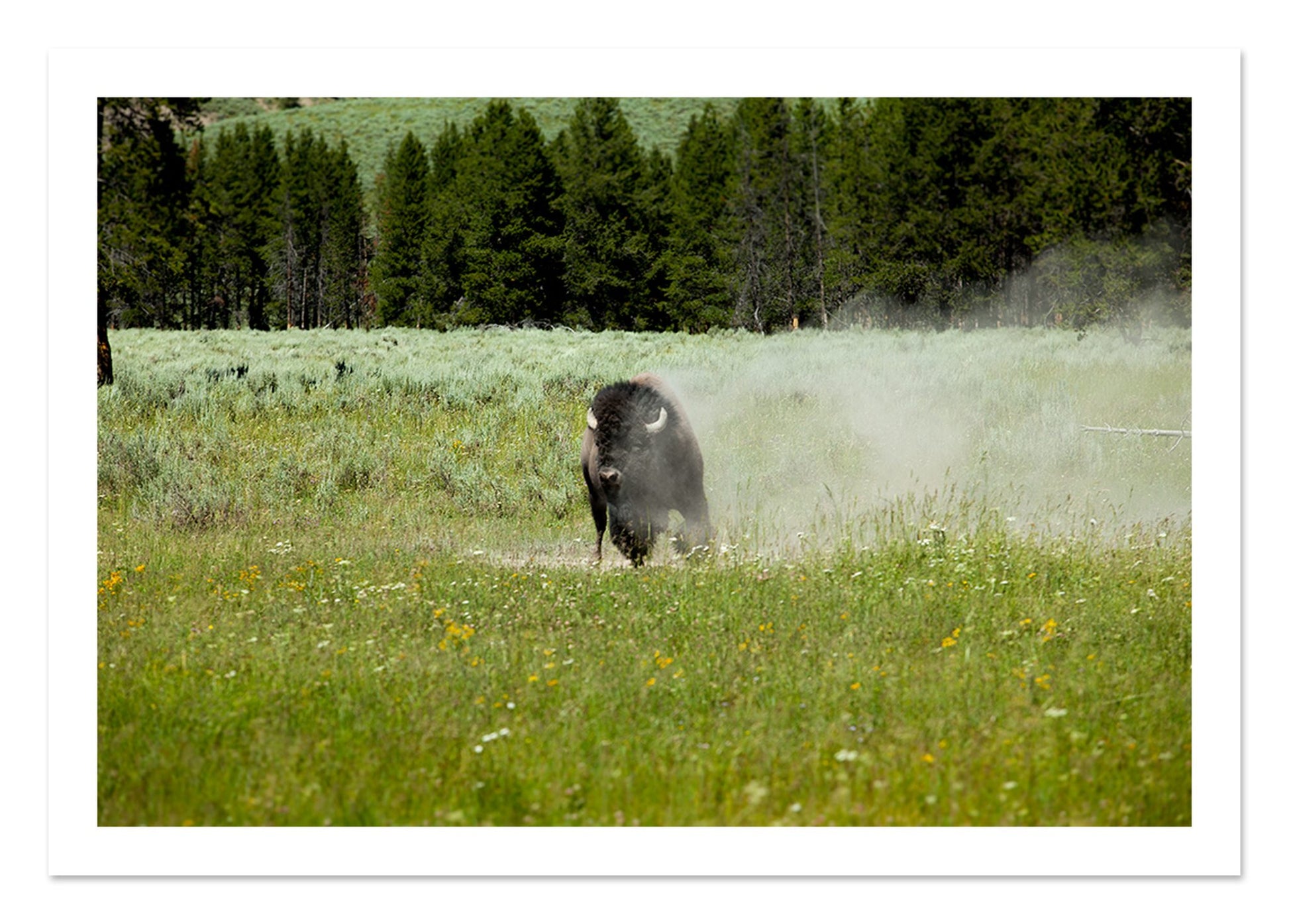Fine art print of Yellowstone by Dylan Ozanich, unframed