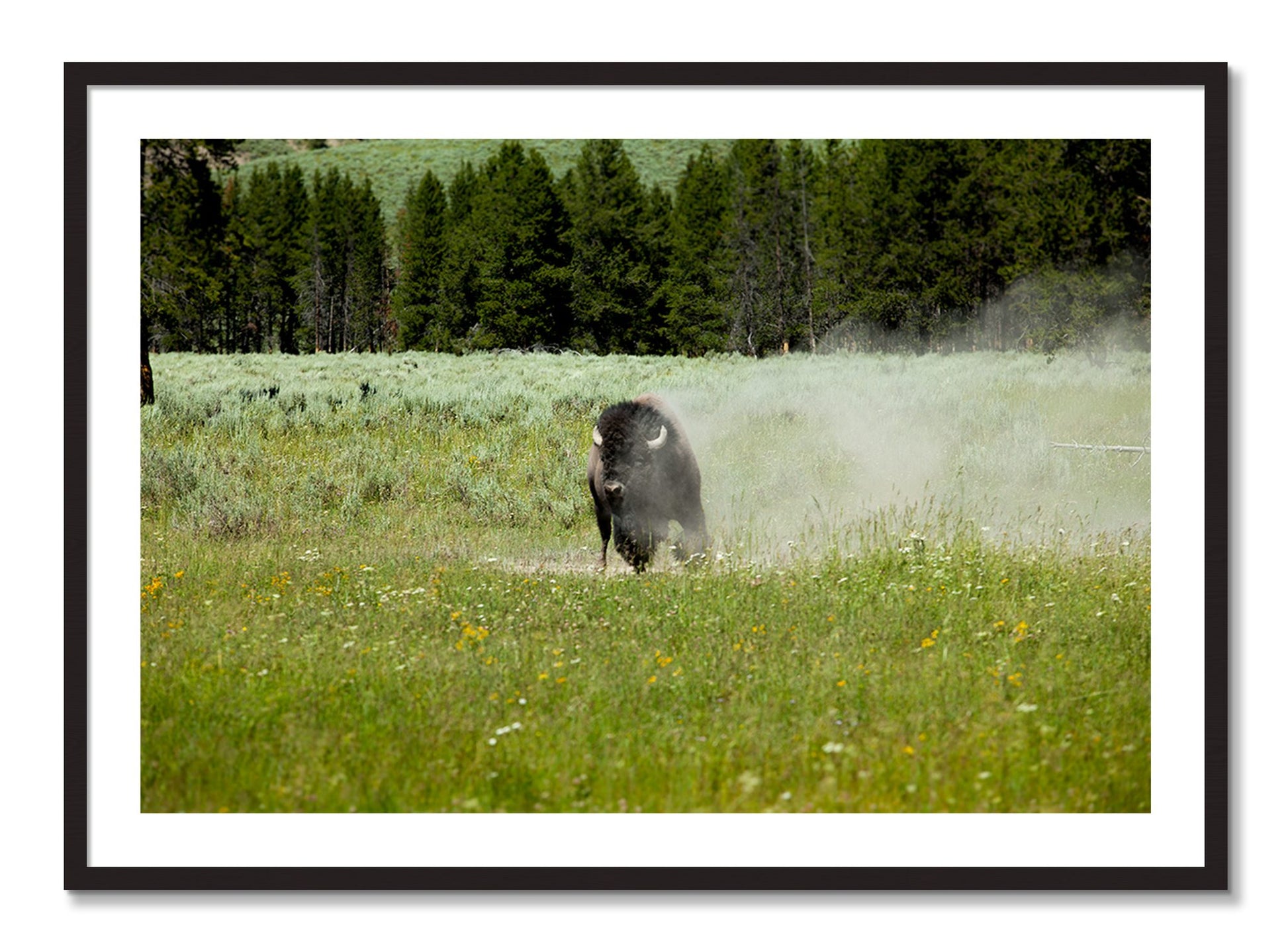 Framed photograph of Yellowstone by Dylan Ozanich, Black Walnut frame, Borders