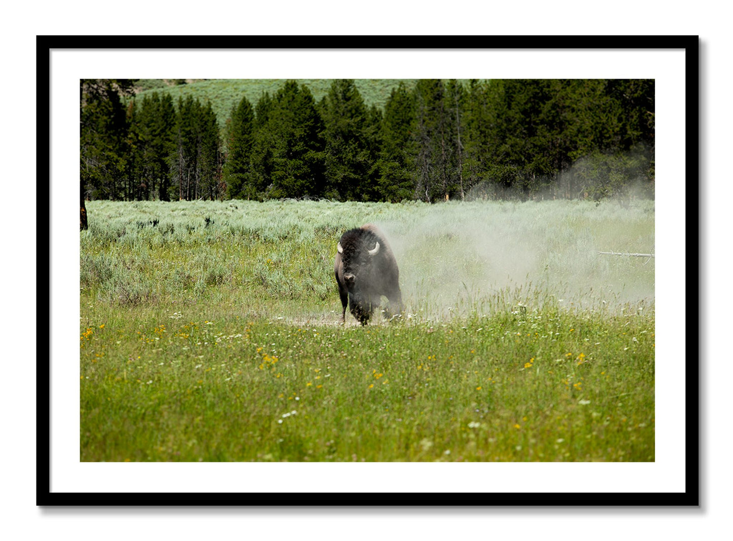 Framed photograph of Yellowstone by Dylan Ozanich, Black frame, Borders
