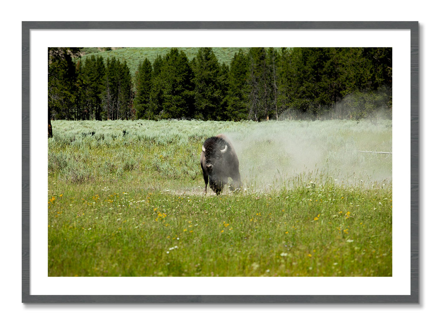 Framed photograph of Yellowstone by Dylan Ozanich, Grey frame, Borders