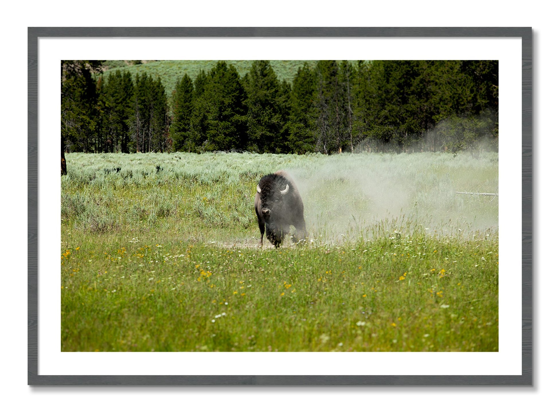 Framed photograph of Yellowstone by Dylan Ozanich, Grey frame, Borders