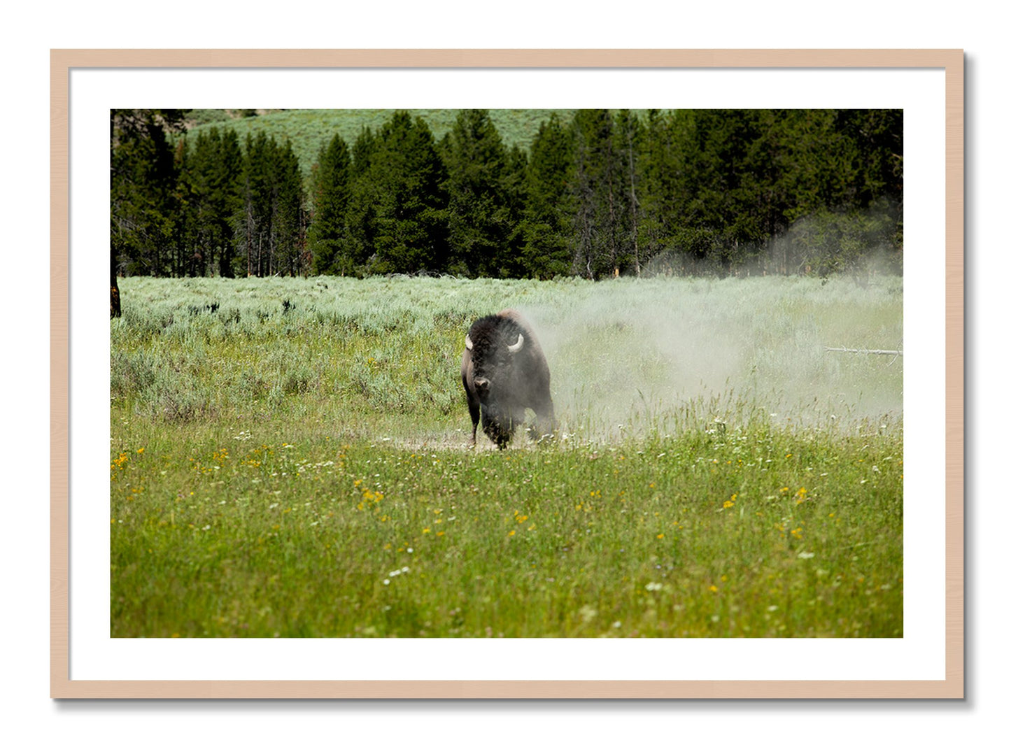 Framed photograph of Yellowstone by Dylan Ozanich, Maple frame, Borders