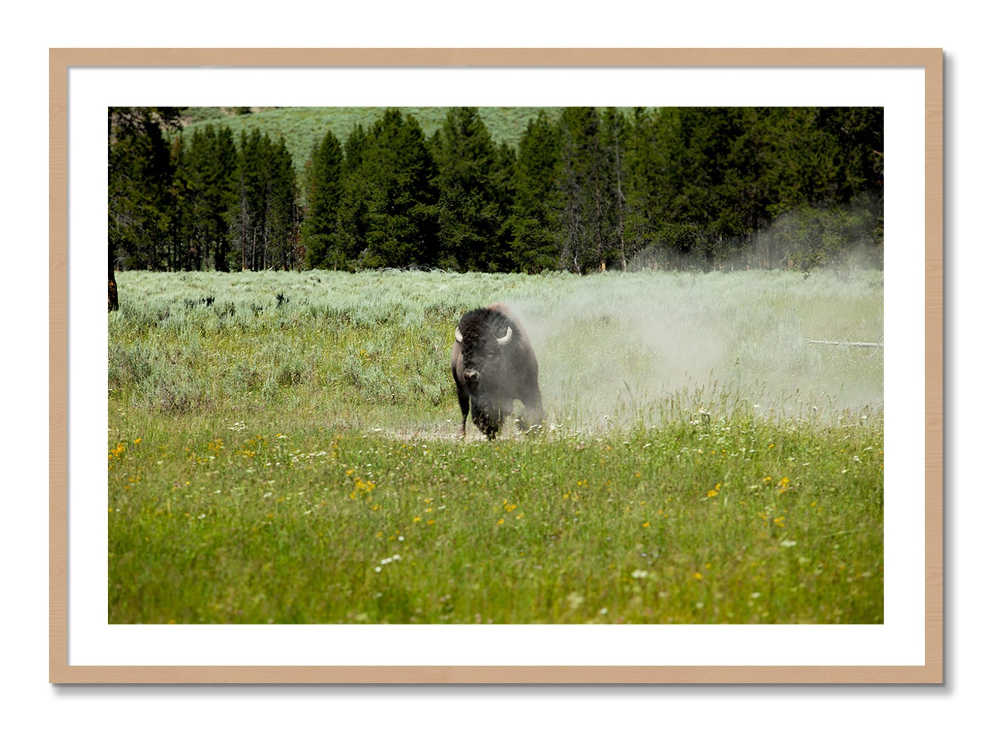 Framed photograph of Yellowstone by Dylan Ozanich, Oak frame, Borders
