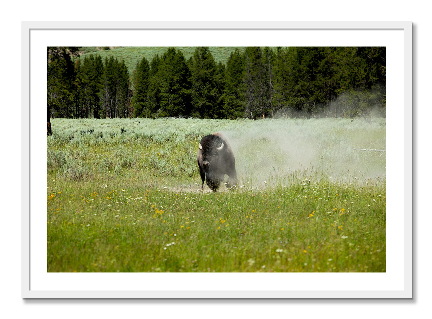 Framed photograph of Yellowstone by Dylan Ozanich, White frame, Borders