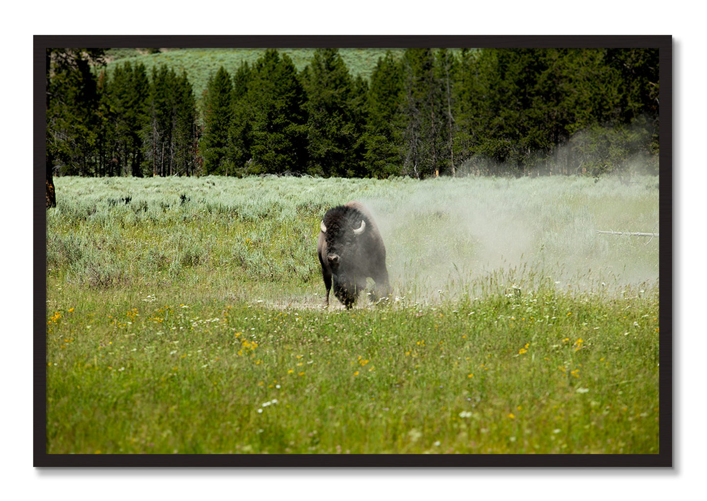 Framed photograph of Yellowstone by Dylan Ozanich, Black Walnut frame, Full Bleed